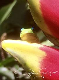 Gecko Botanischer Garten